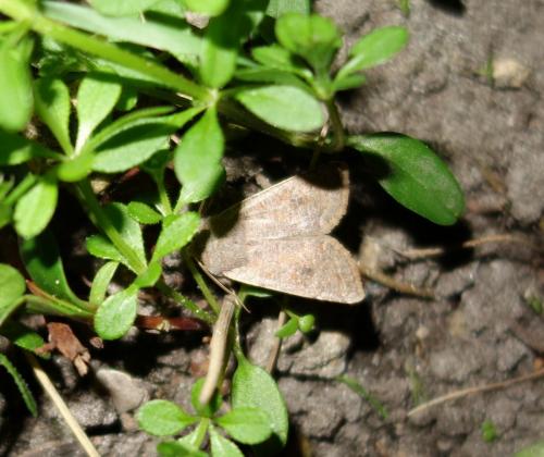 Orthosia sp.